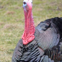 Mr. Turkey (He's Not Thankful)